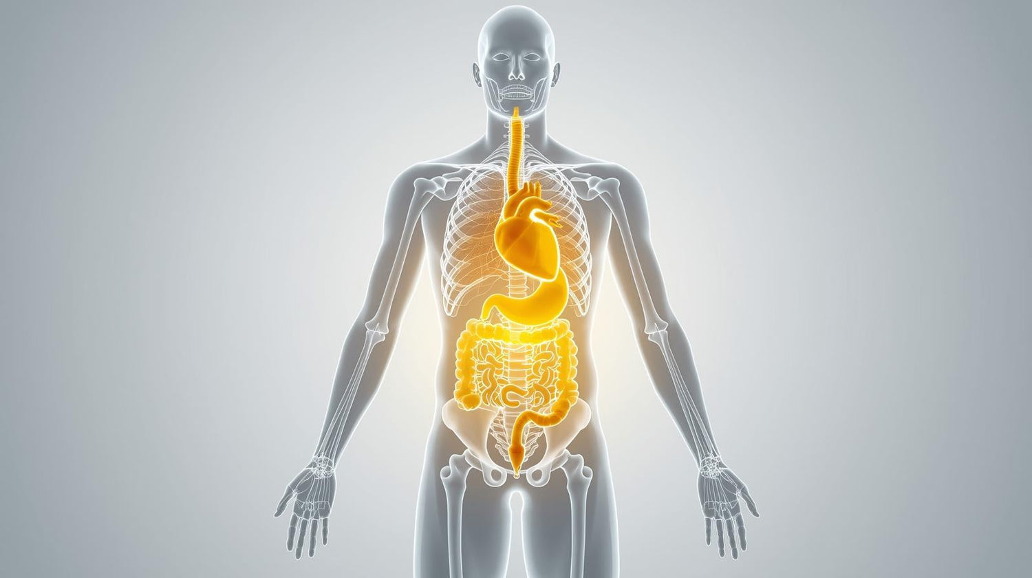 Turmeric: Effects on the Body, Heart Health, Digestive System, Joints, and Lungs