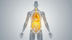 Turmeric: Effects on the Body, Heart Health, Digestive System, Joints, and Lungs