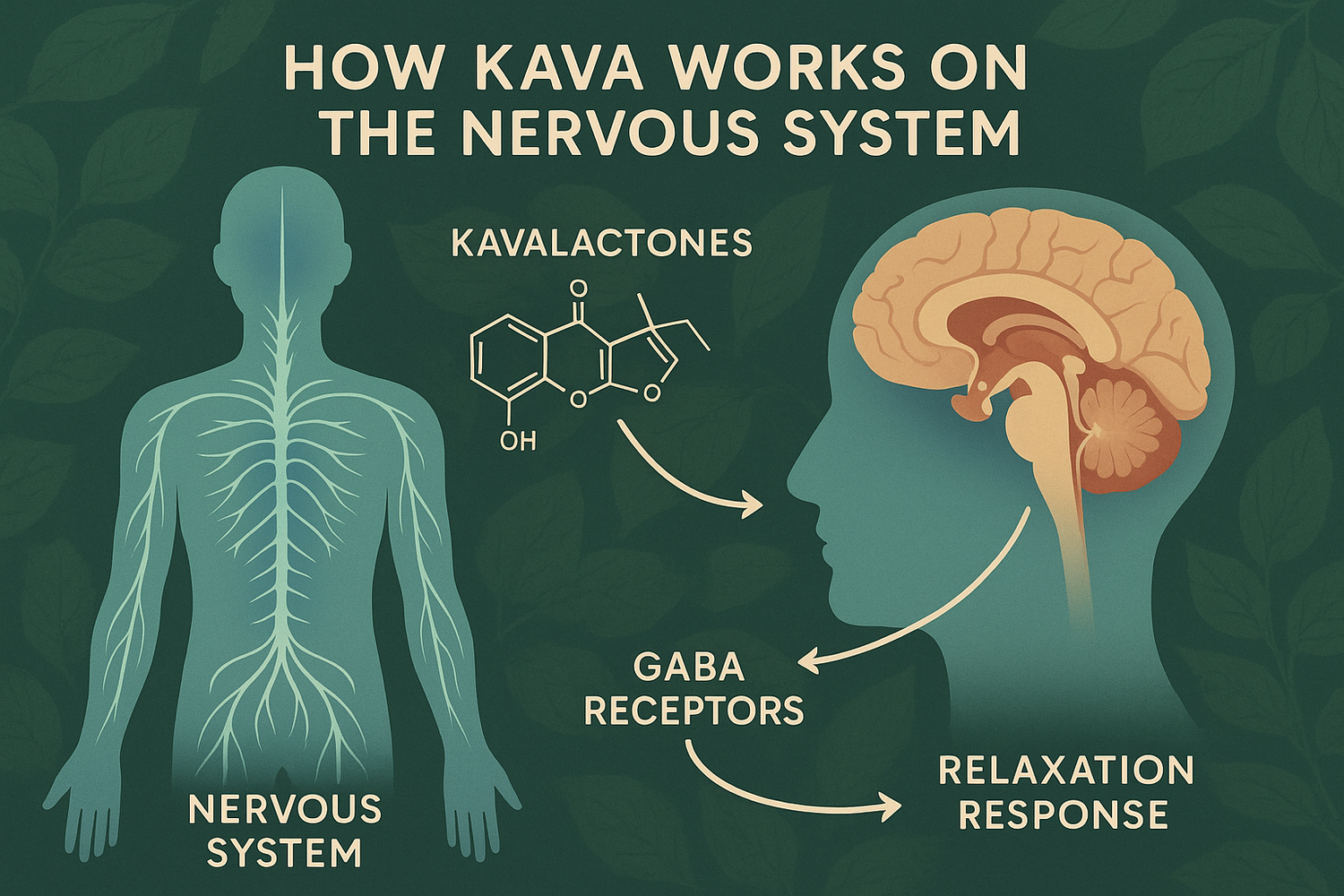 A cup of kava tea with kava roots on a wooden surface, accompanied by subtle nervous system illustrations, representing how kava affects the nervous system.