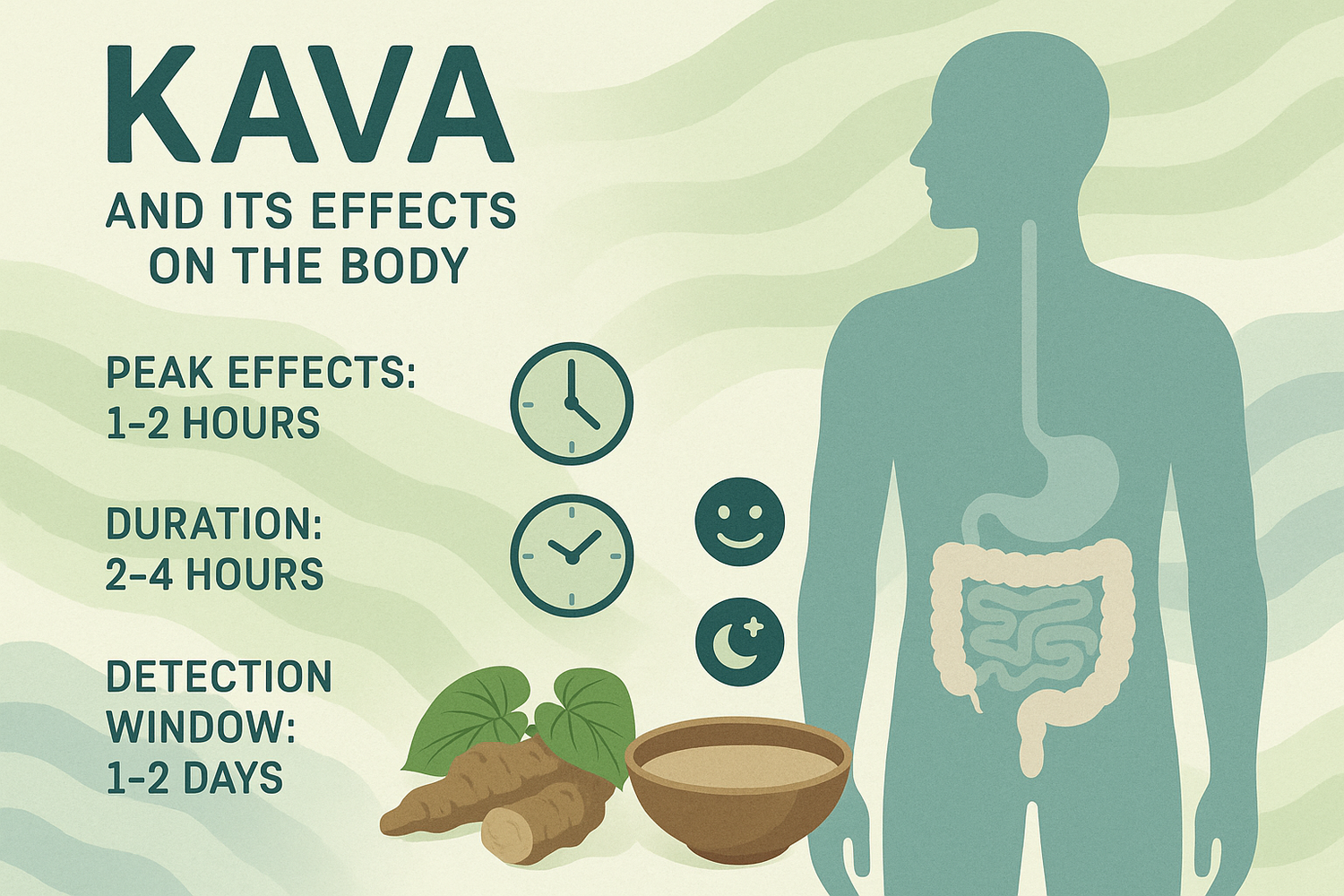 A cup of kava tea with kava roots on a wooden surface accompanied by subtle clock and metabolism icons, representing how long kava stays in the body and its effects