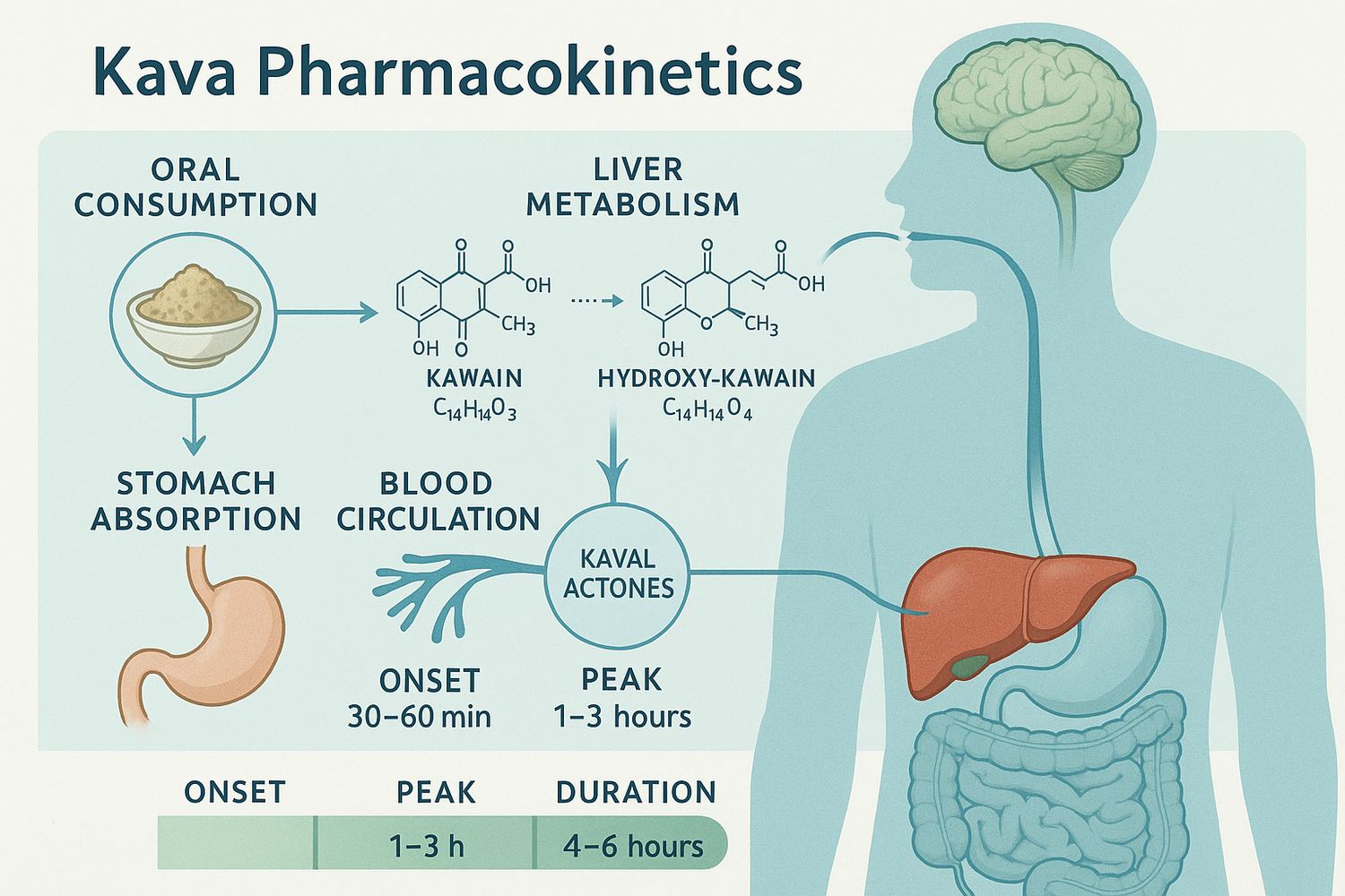 A cup of kava tea with kava roots on a wooden surface, accompanied by subtle medical and metabolism icons, representing how kava is metabolized in the body and the duration of its effects.