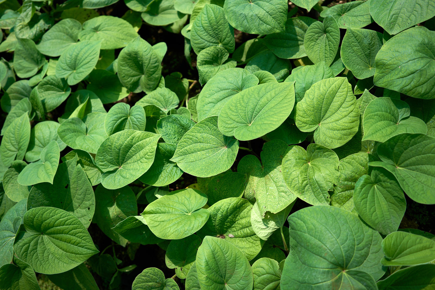 Kava: The Relaxation Sensation and Timeless Gem of the Pacific Islands