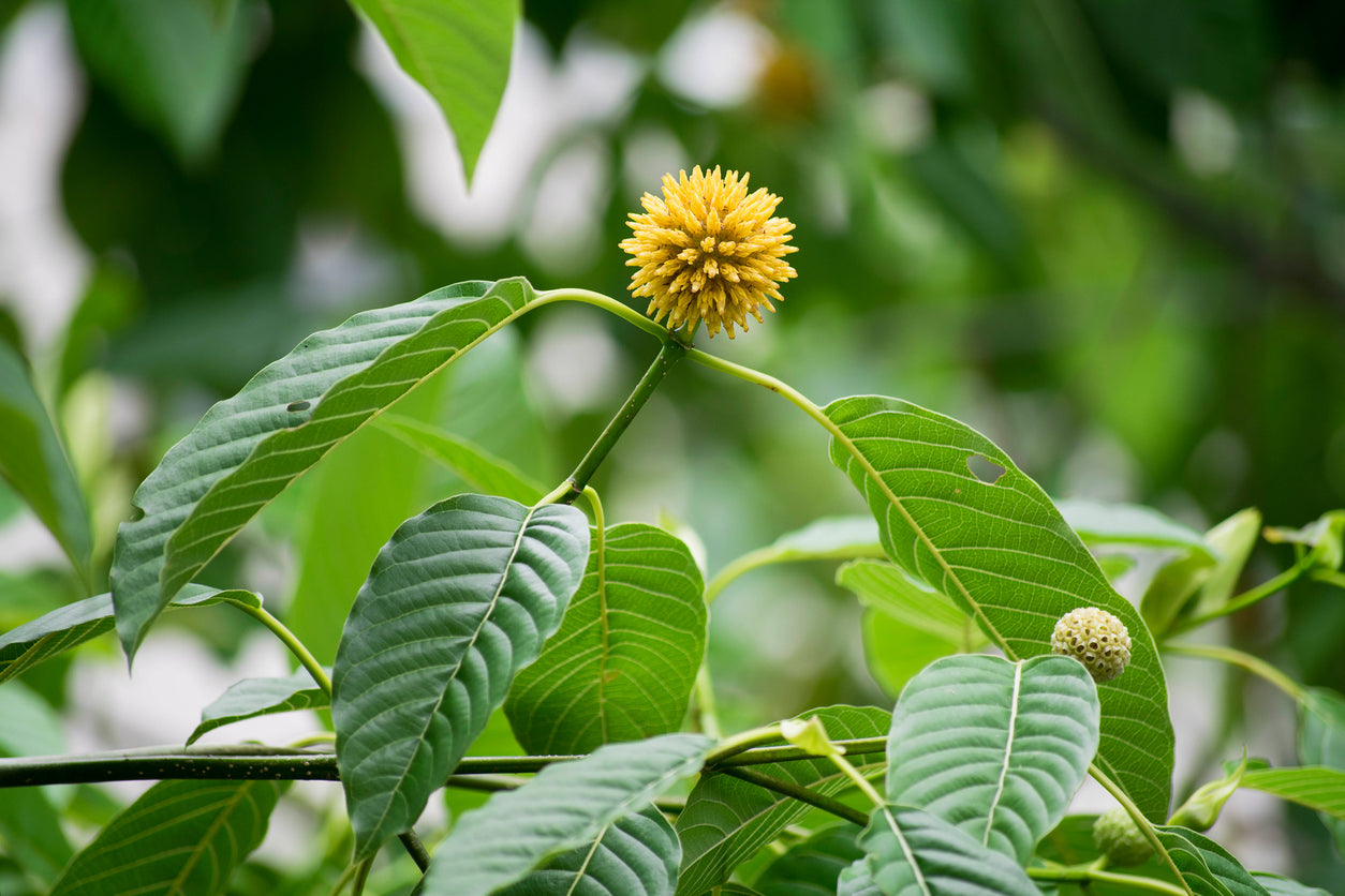 Kratom: Nature's Versatile Botanical Ally