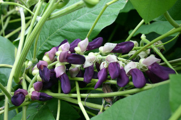 Mucuna: The Dopamine Bean for Nervous System Health