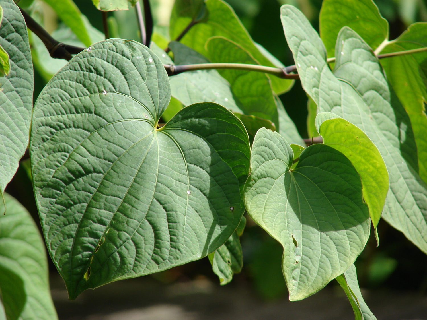 Kava for Depression: Understanding Your Options and Questions