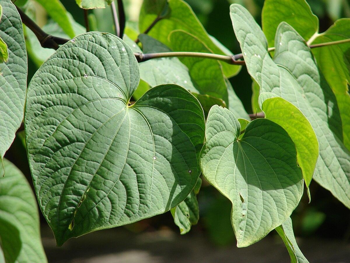 Kava: A Natural Solution for Stress Relief - Supramood