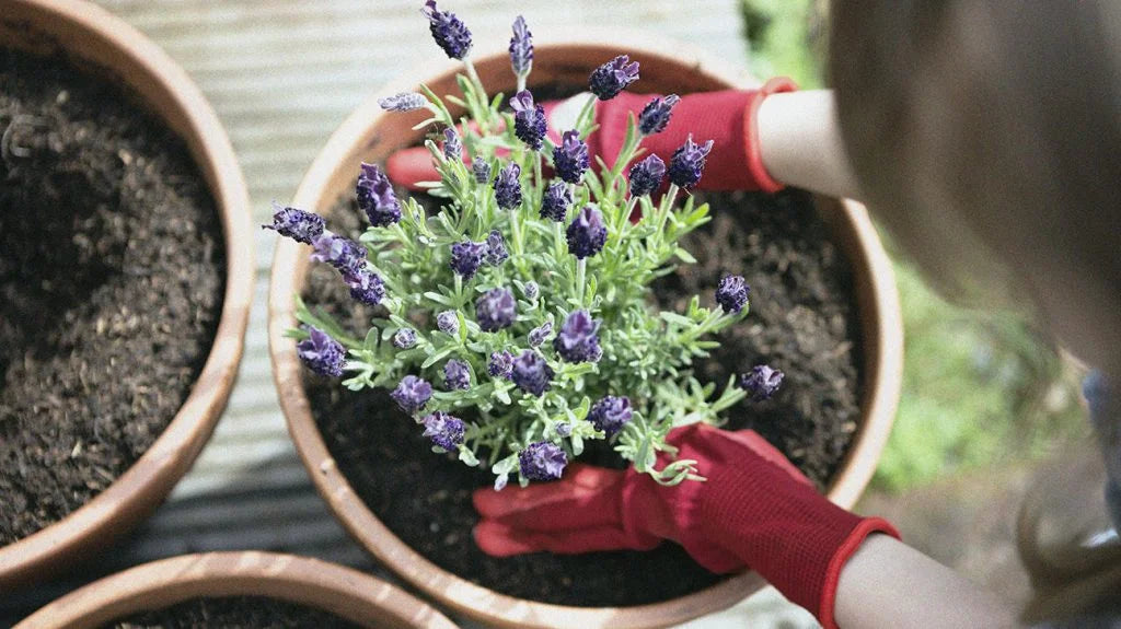 Herbal Elixirs and Sleep: Promoting Restful Nights Naturally