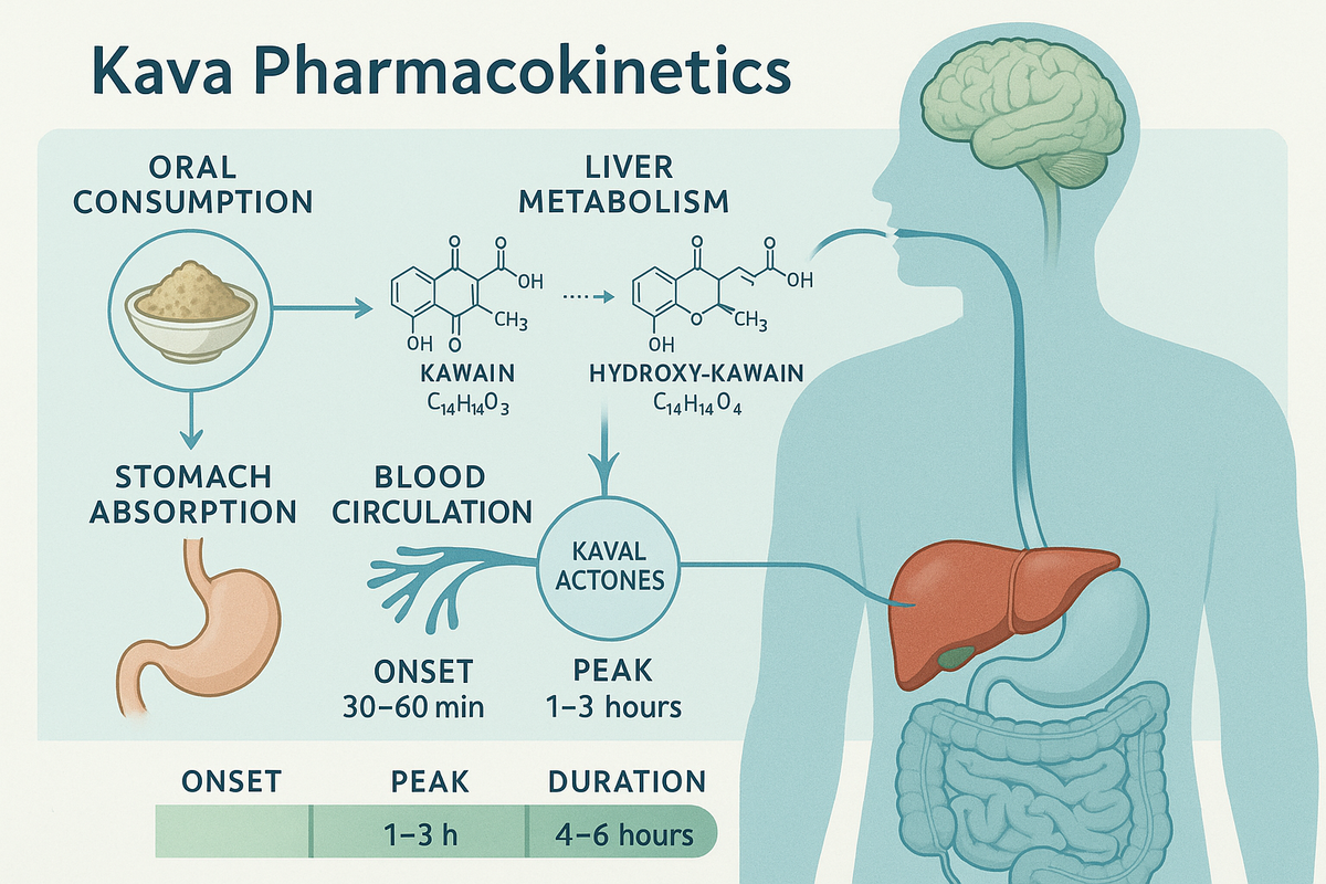 Kava Pharmacokinetics: Understanding How Kava Metabolizes in the Body ...