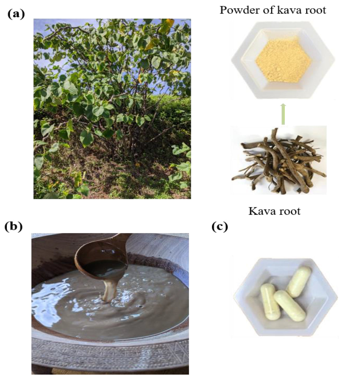 The Role of Kava in Modern Wellness Trends: From Adaptogens to Biohacking