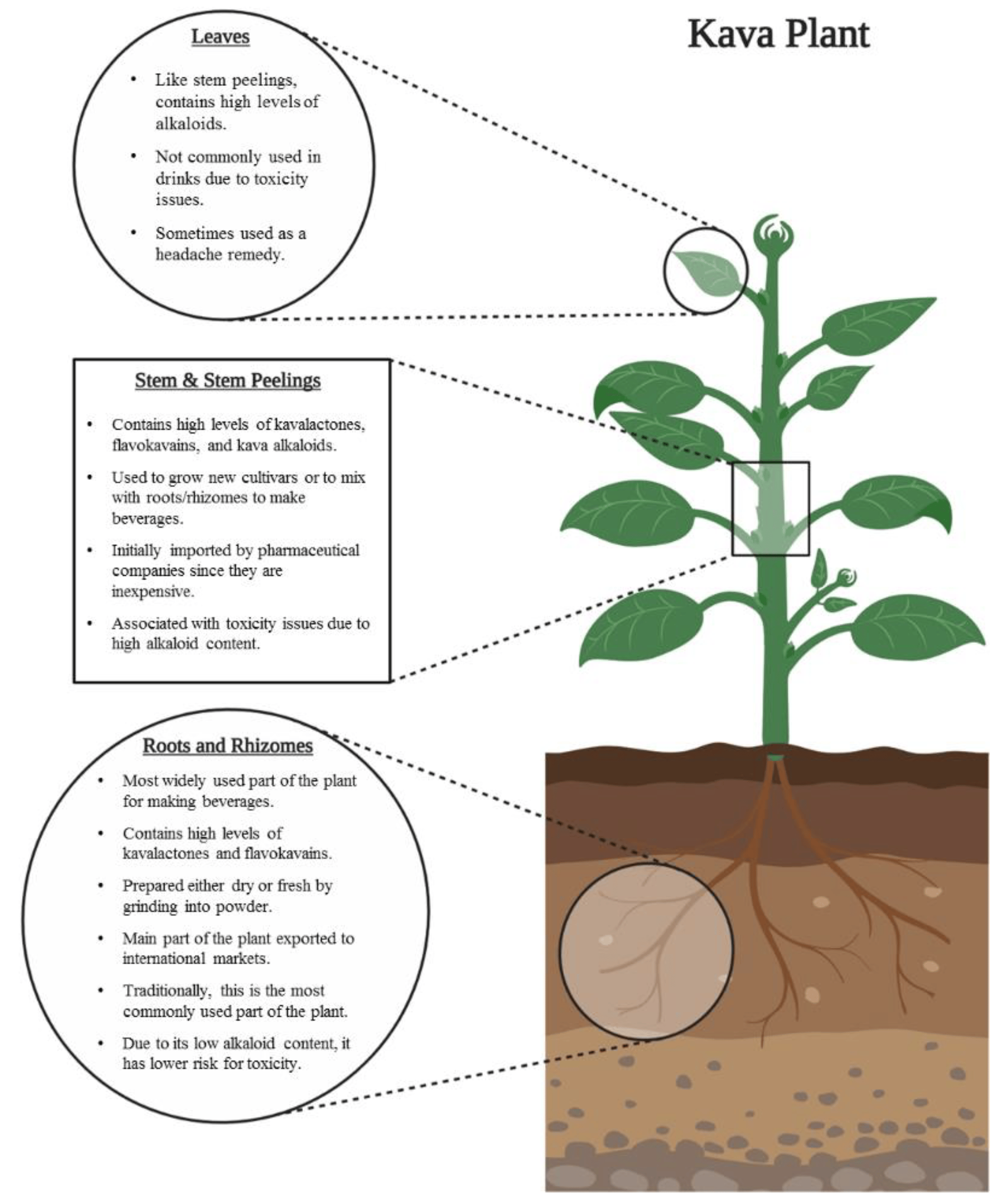 Kava and the Immune System: Emerging Research on Its Role in Inflammation and Immunity